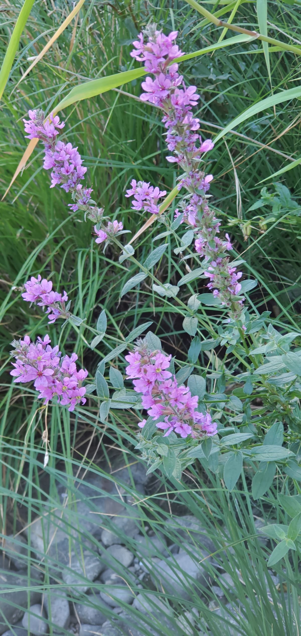 俄勒冈州里德尔牛溪（ Cow Creek ）的团体露营地