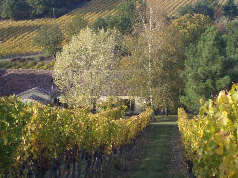 stone cabin in a vineyard