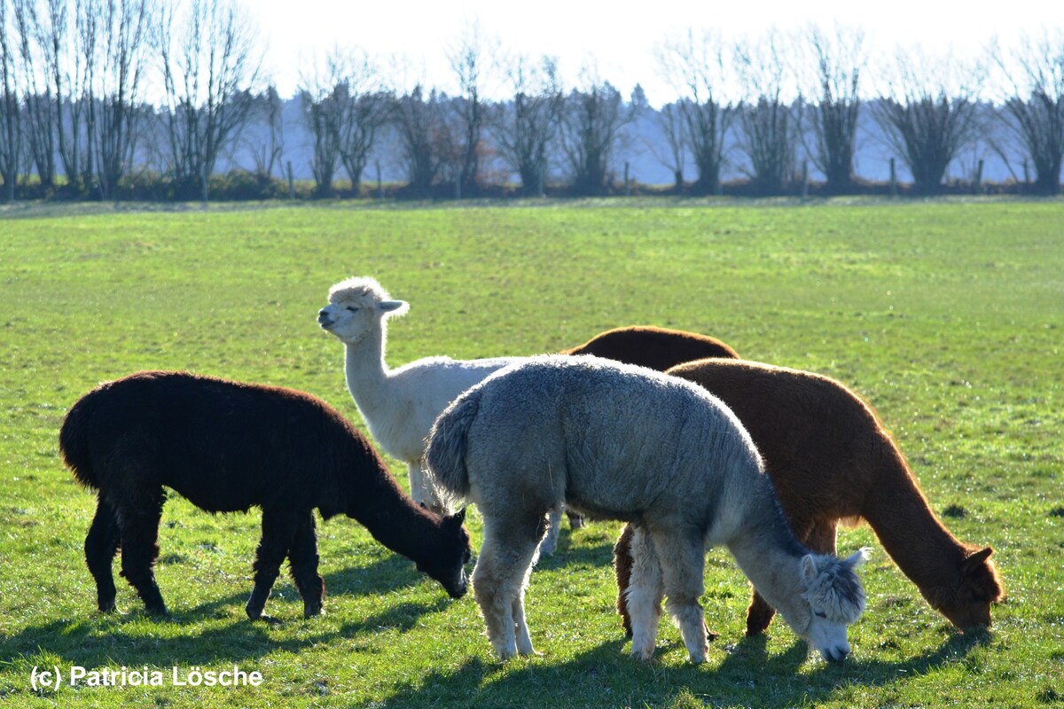 Alpacafarm三室公寓