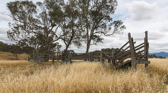 Rural Homestead Farmstay - Anglo Nubian Stud