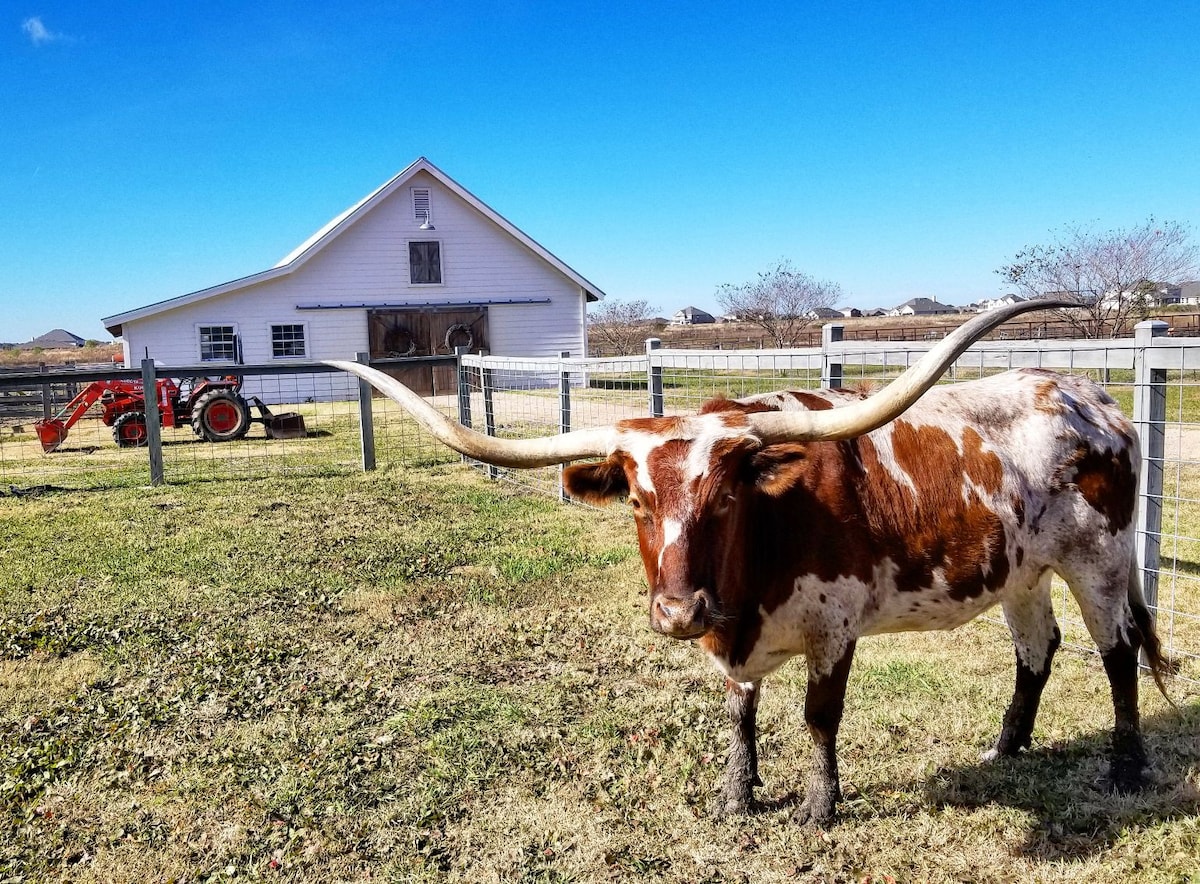 Barn Loft Luxury and a Texas Longhorn Ranch