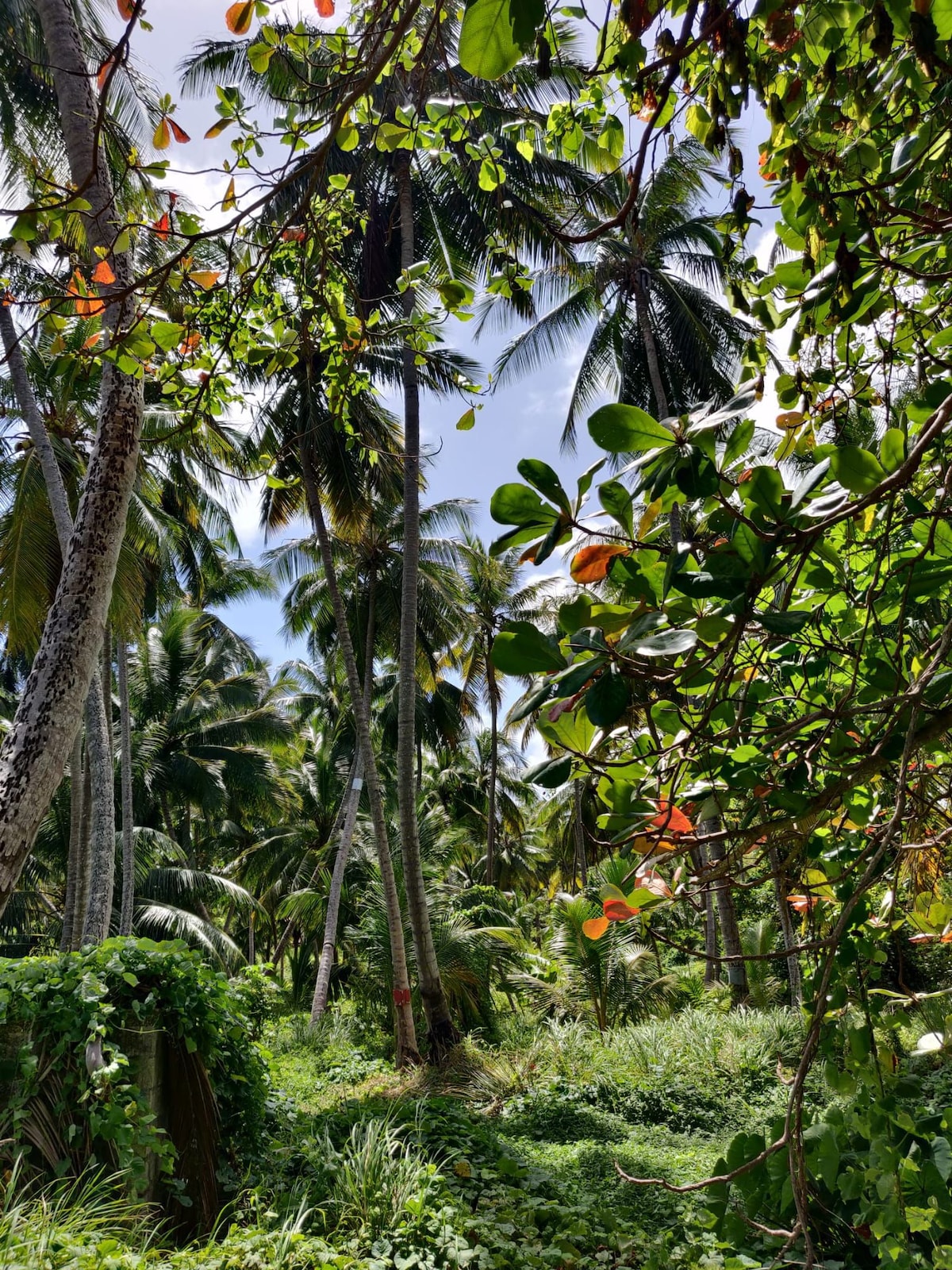 Bring Your Own Tent (3) - Camping Barbados