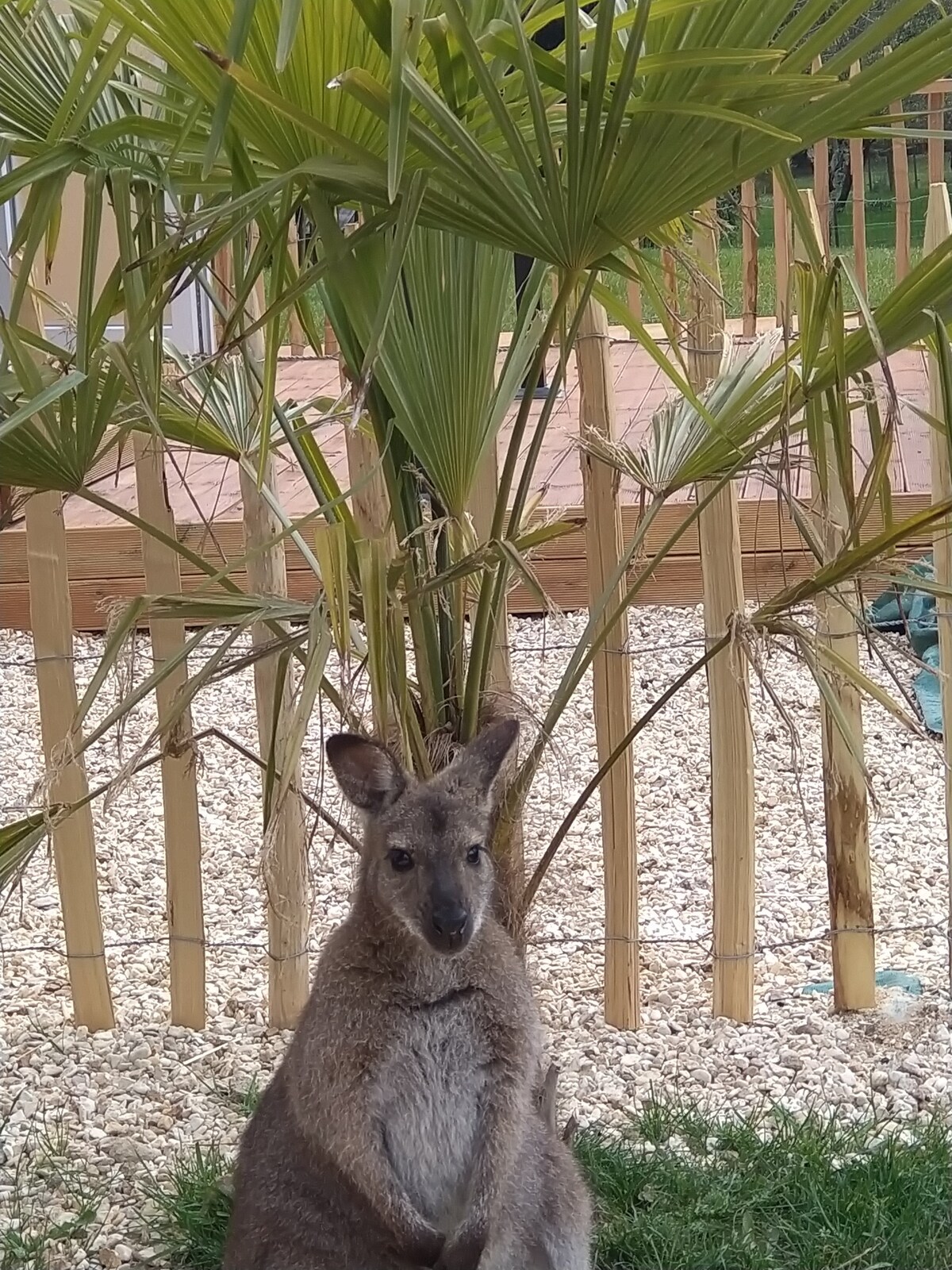 不寻常的🌞住宿/🌴私人游泳池/🦘小袋鼠