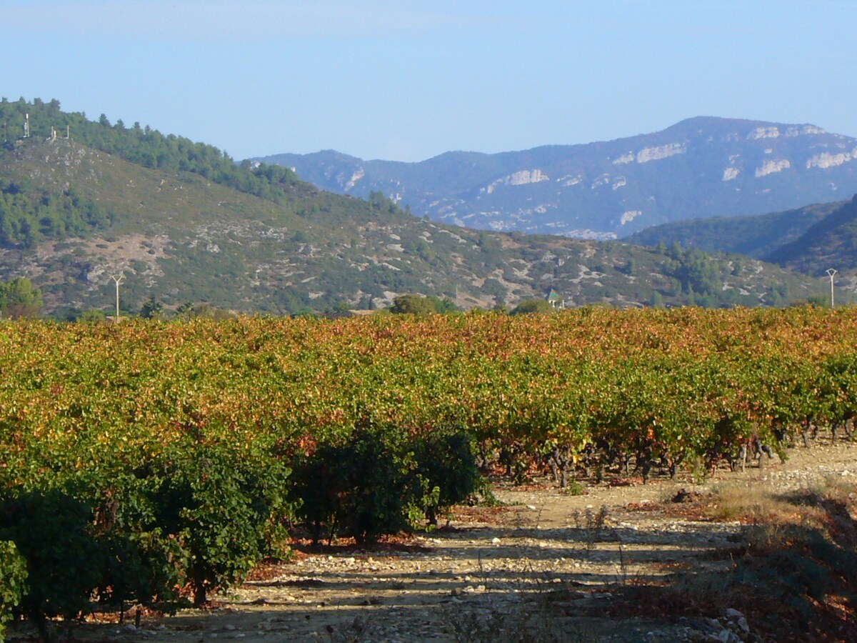 Domaine des Condamines - Picholine