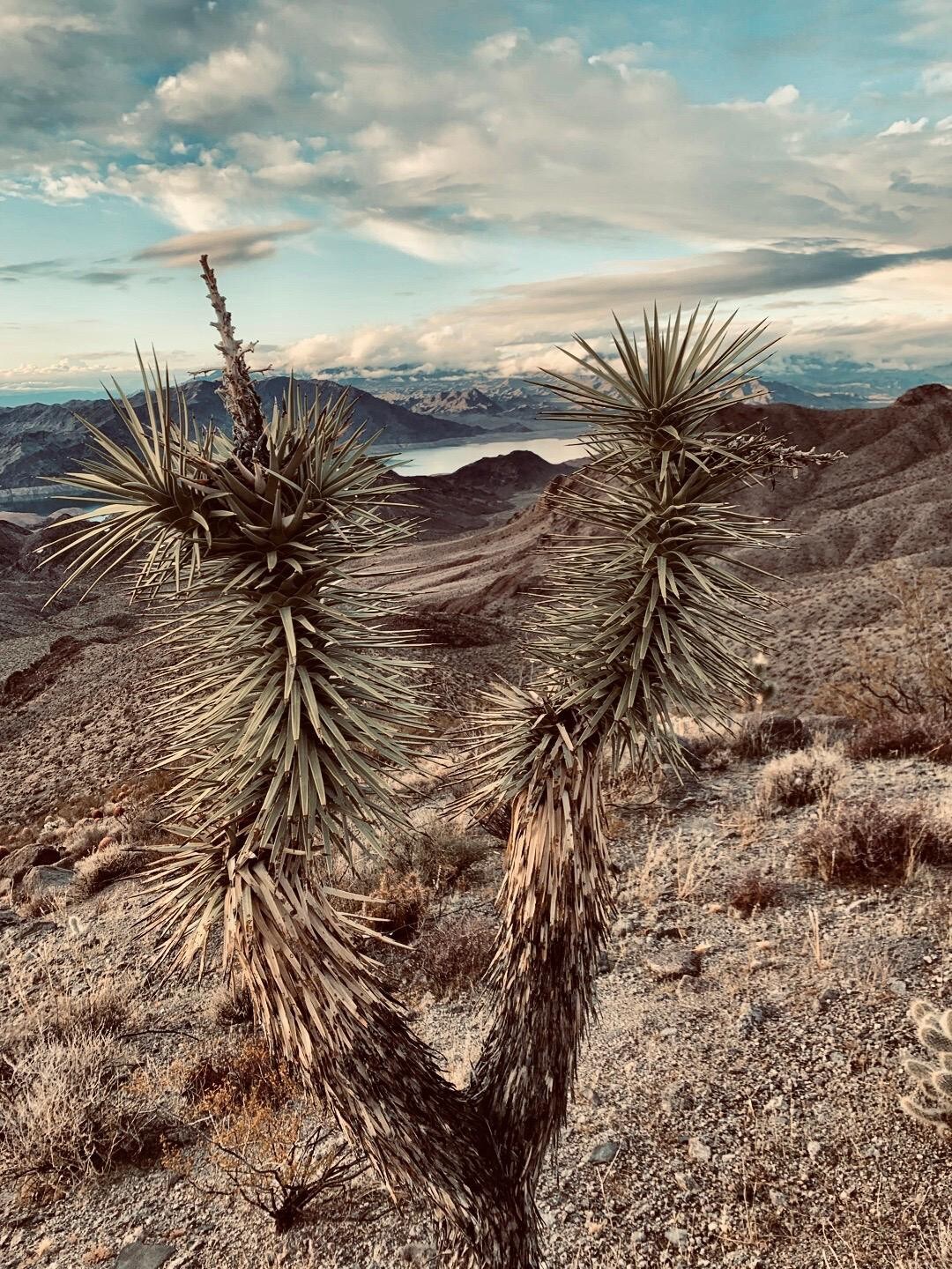 农舍-沙漠豪华露营🌵天际步道/LM/OHV/等