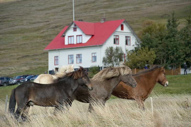 Geitaskarð