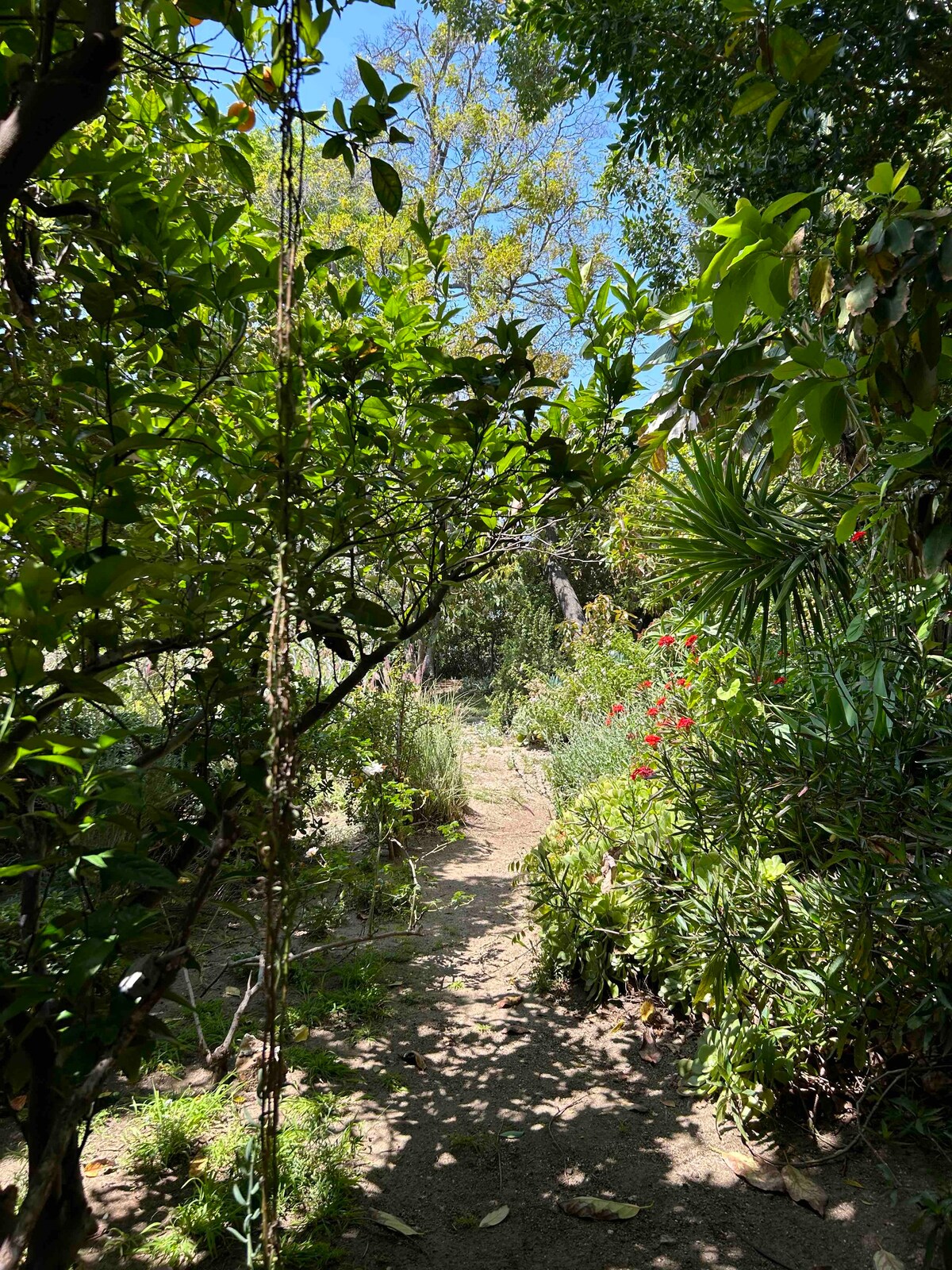 Hollywood Foothills