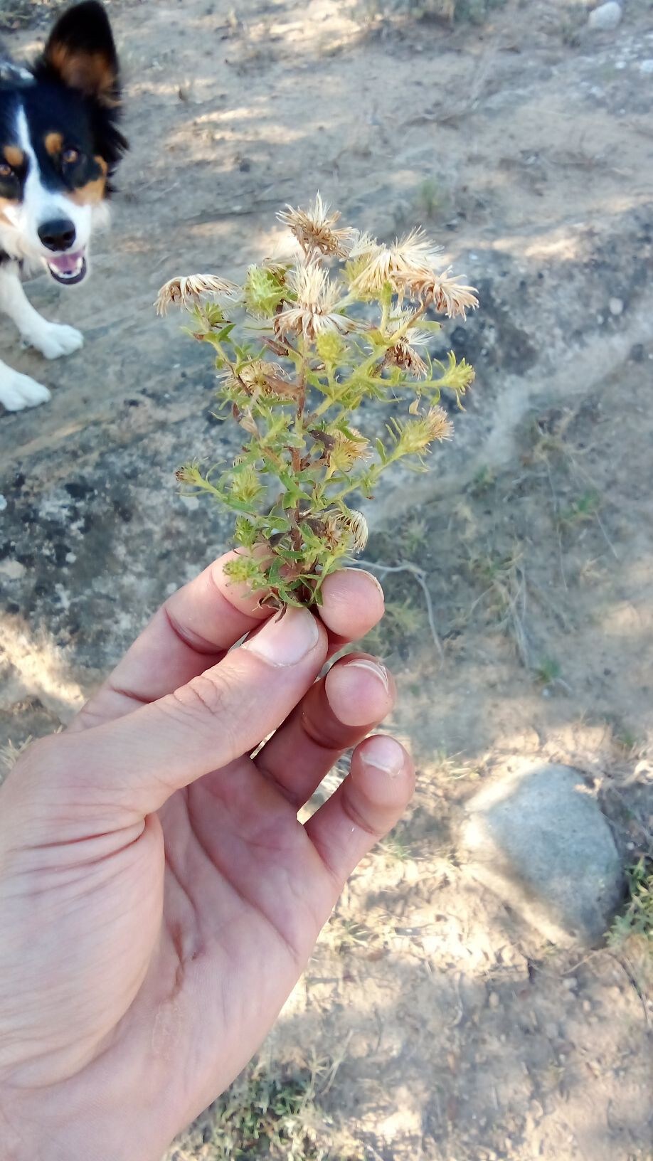 装修后的村庄房屋和