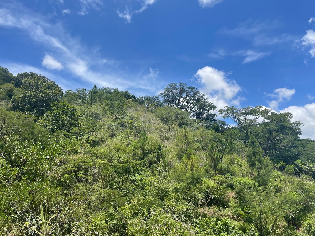 Bellas vistas a árboles