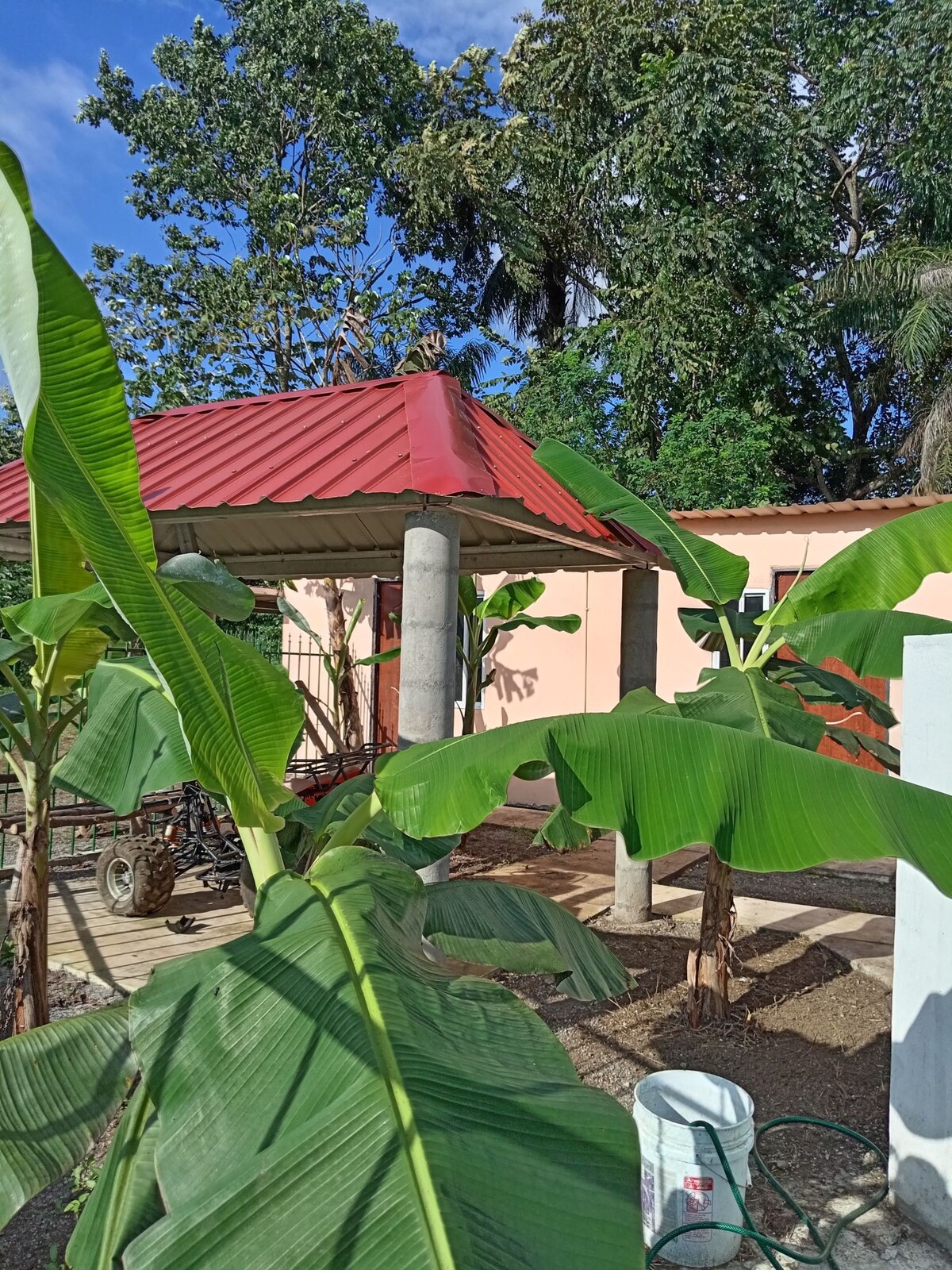 Nap under these Banana Trees