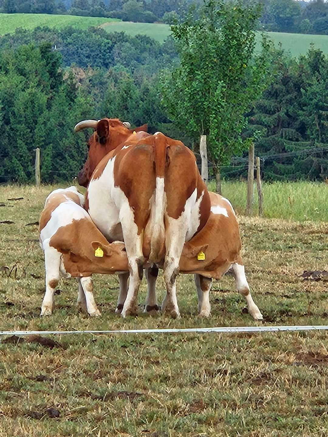 Urlaub in der Eifel Marion Moos