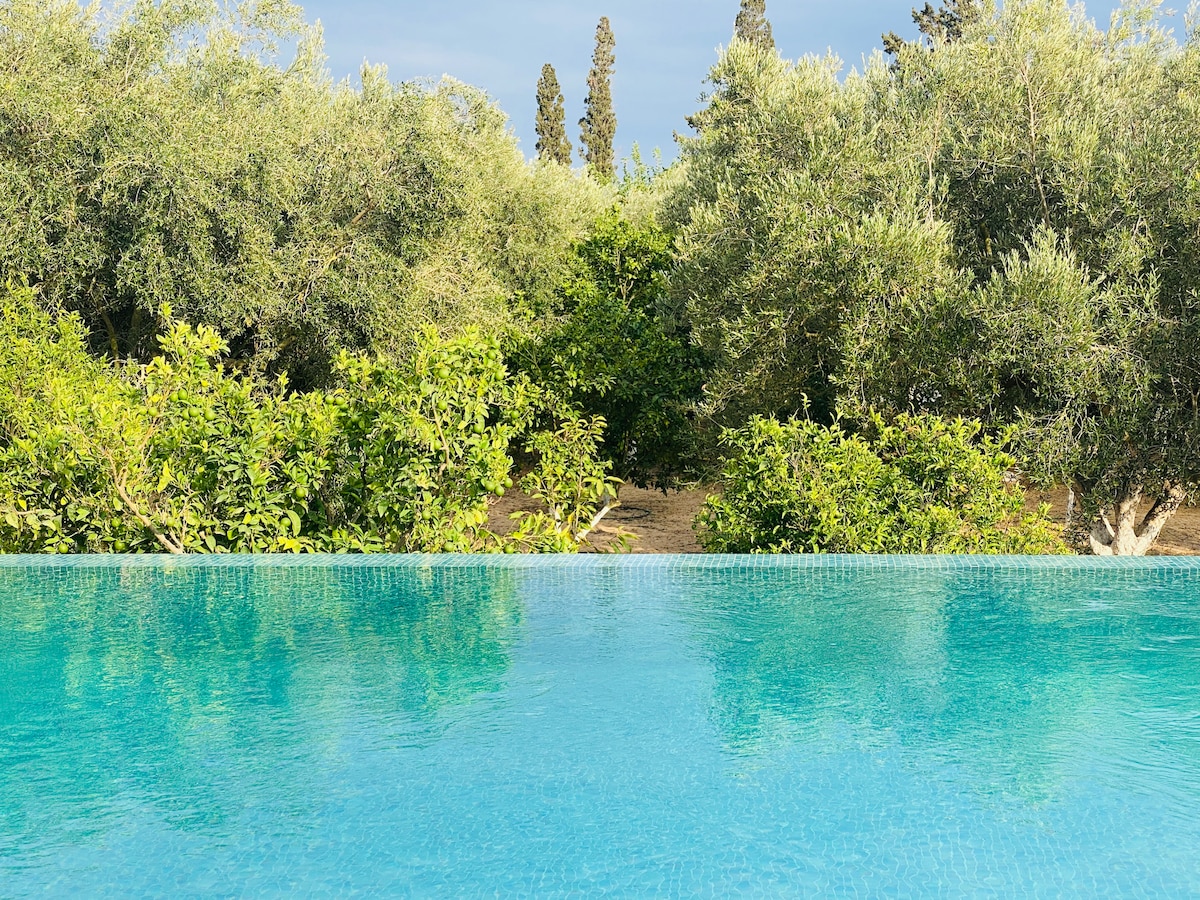 Les olives bleues à Tazarka