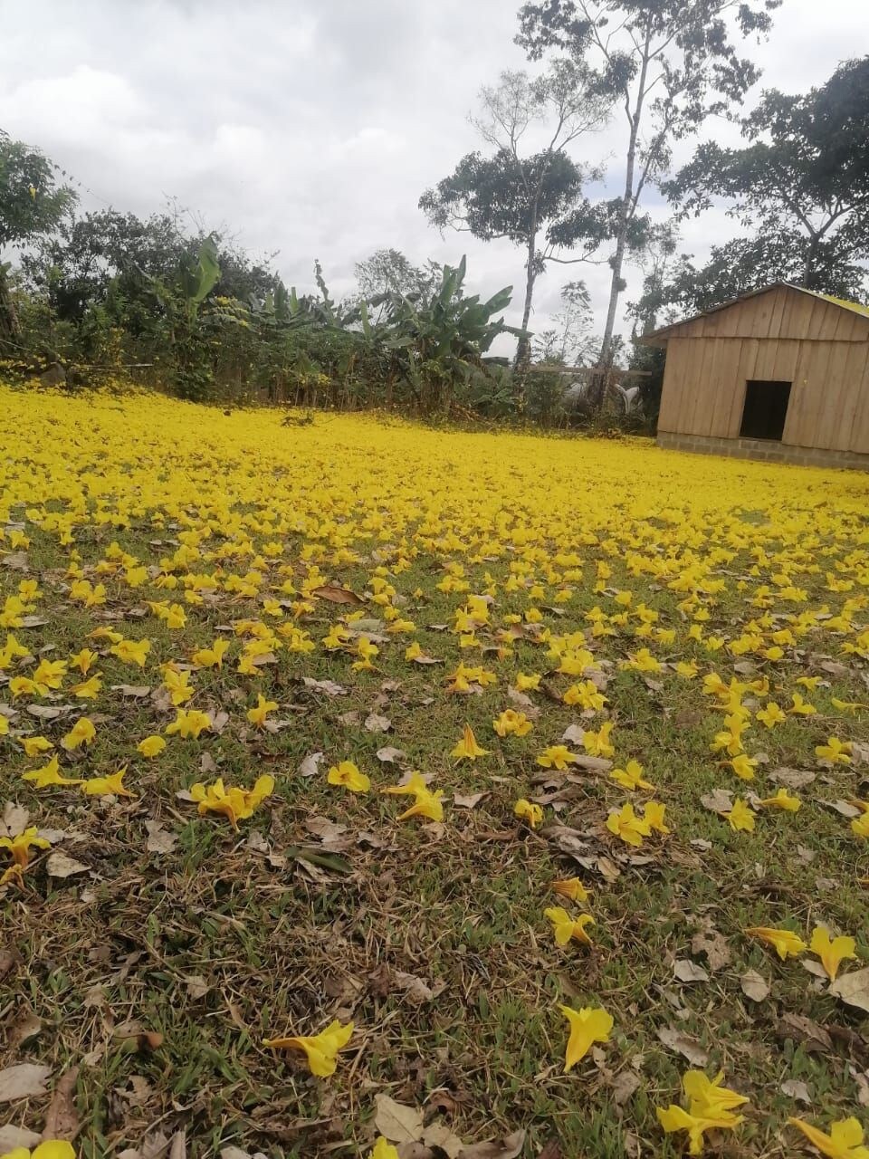 Cabaña flor amarilla