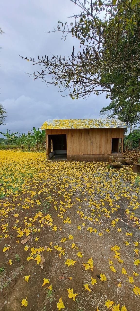 Cabaña flor amarilla