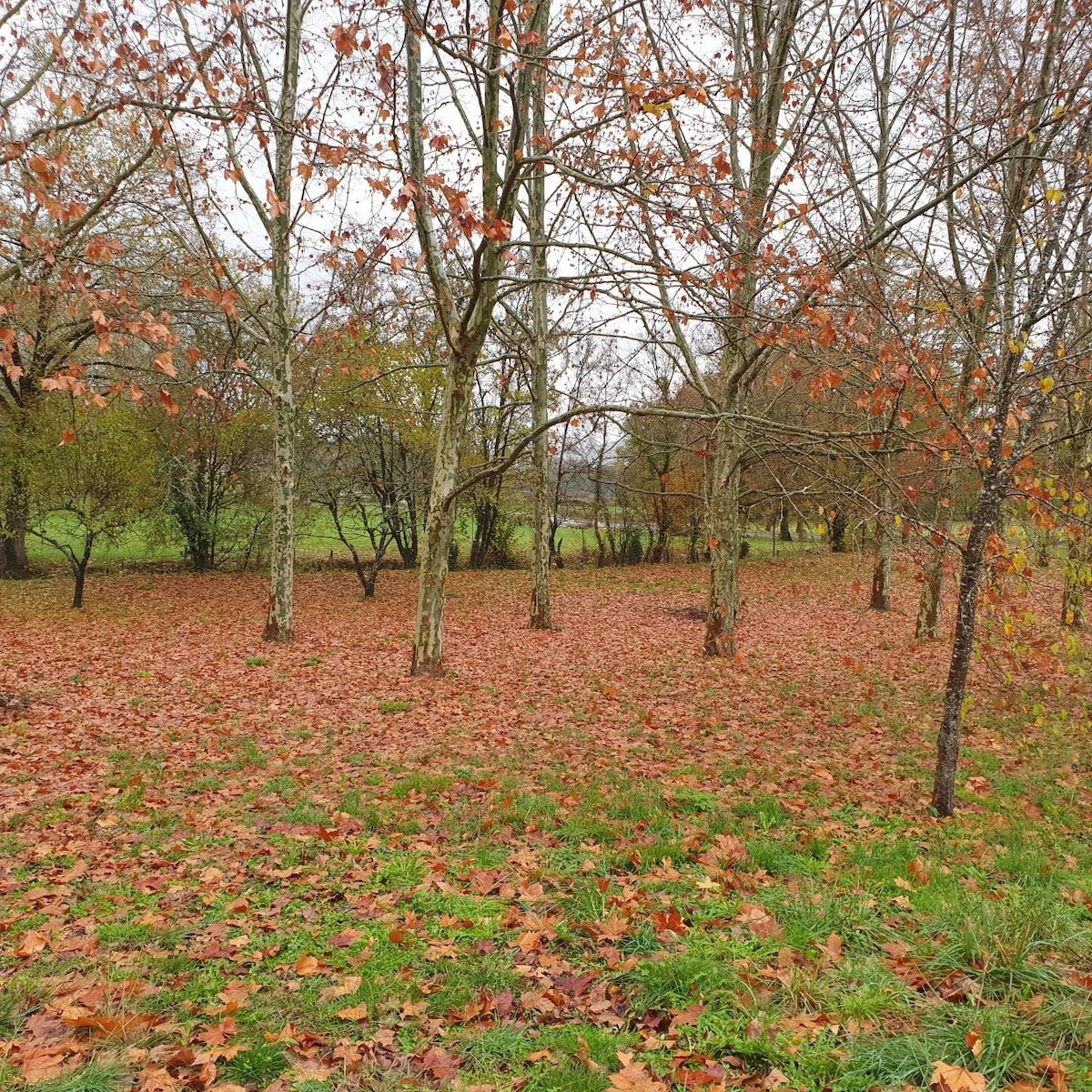 chambre d'hôtes les plat'anes