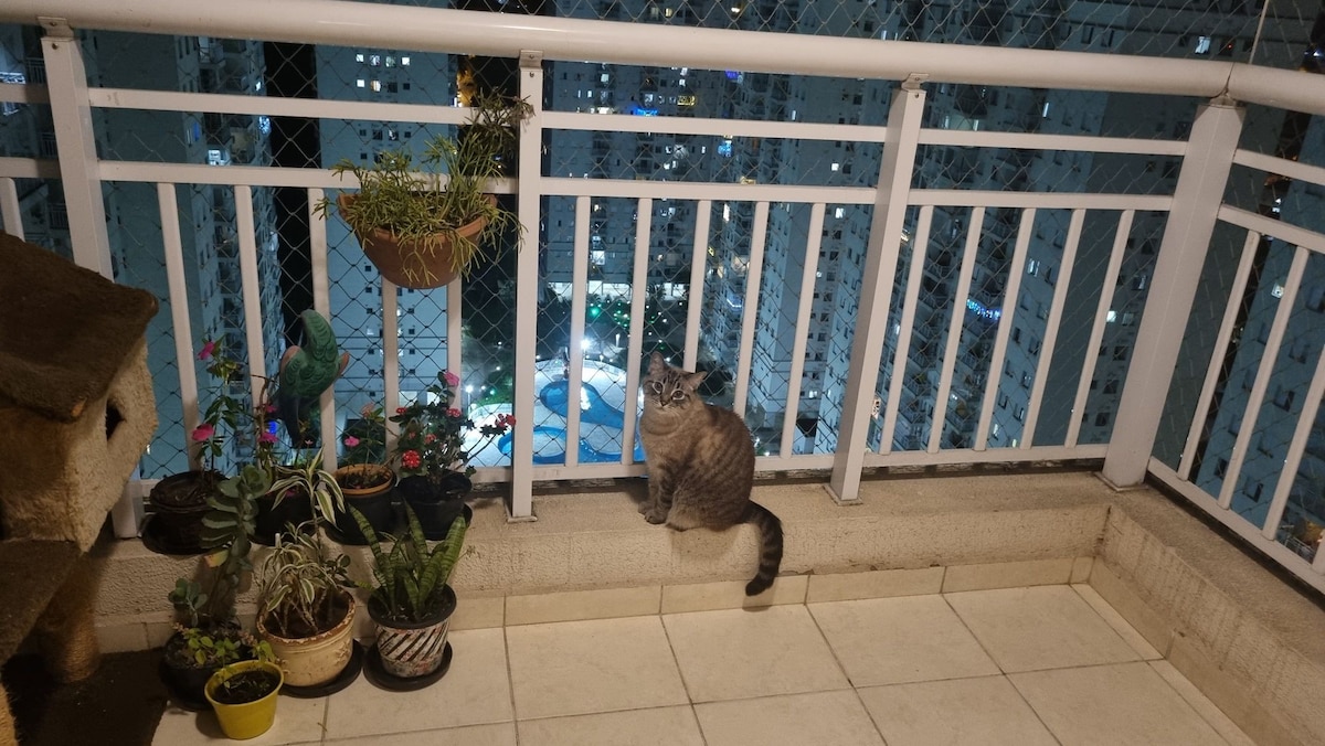 Ar condicionado, descanso e gatos no Marapé