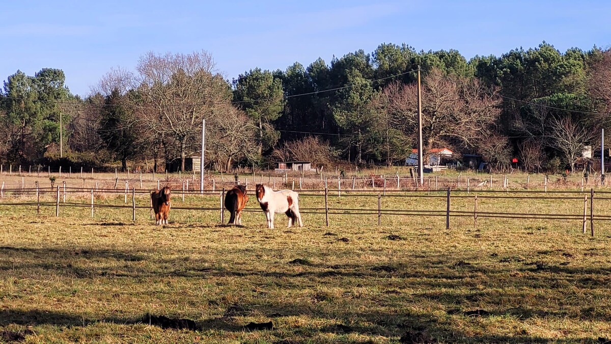 Joli gîte dans domaine équestre