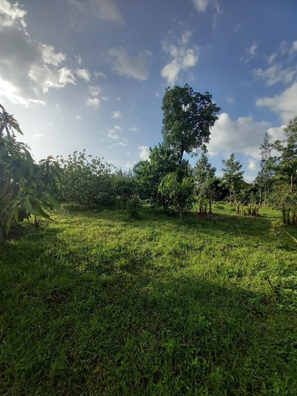 Banana Hills Haven (El Serian Cottage)