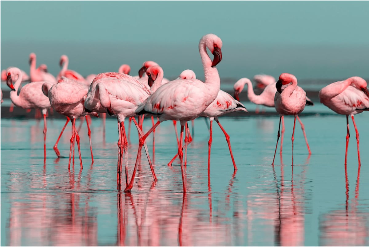 La maison des flamants roses