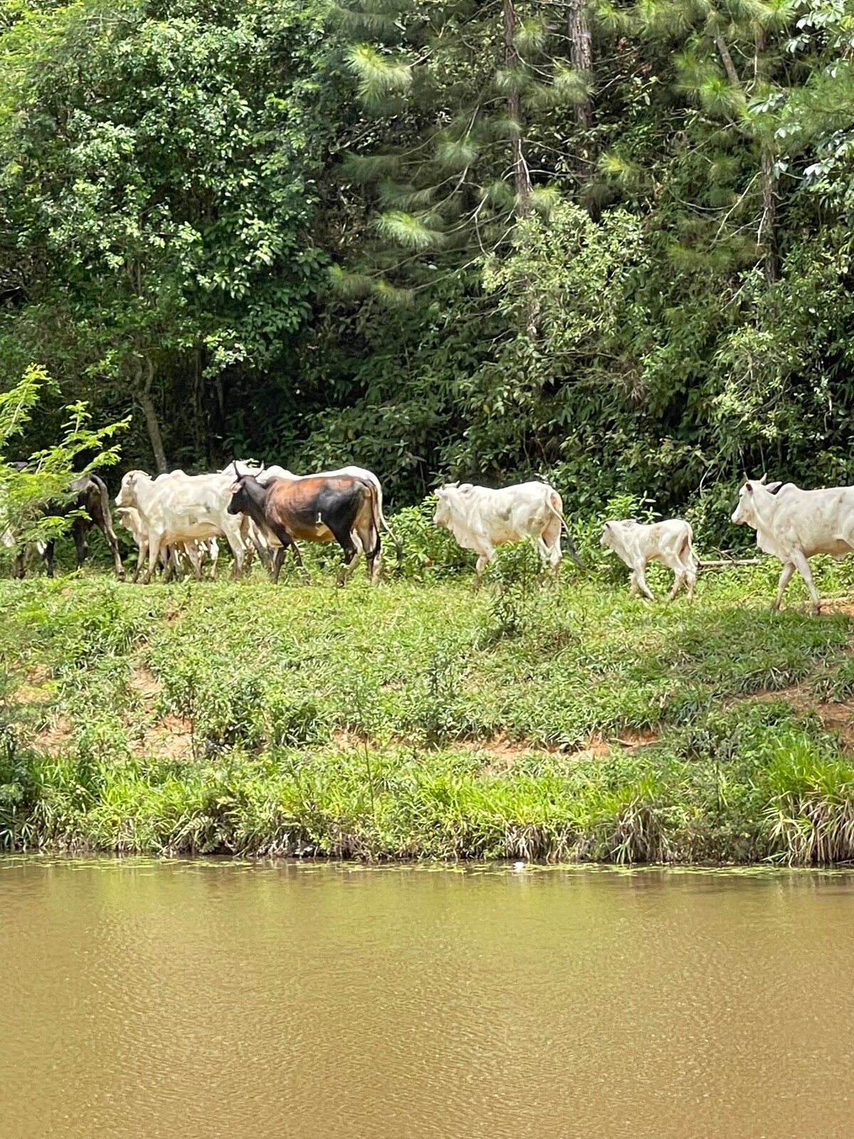 Casa na Fazenda pra Família toda