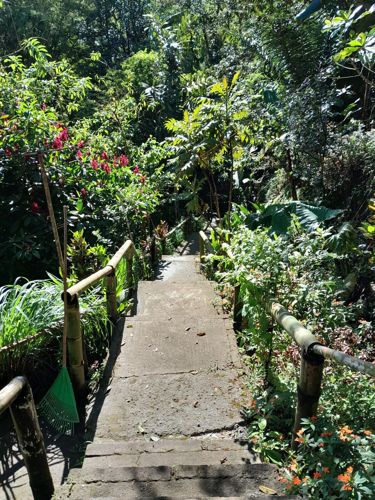 Cabañas dentro del bosque