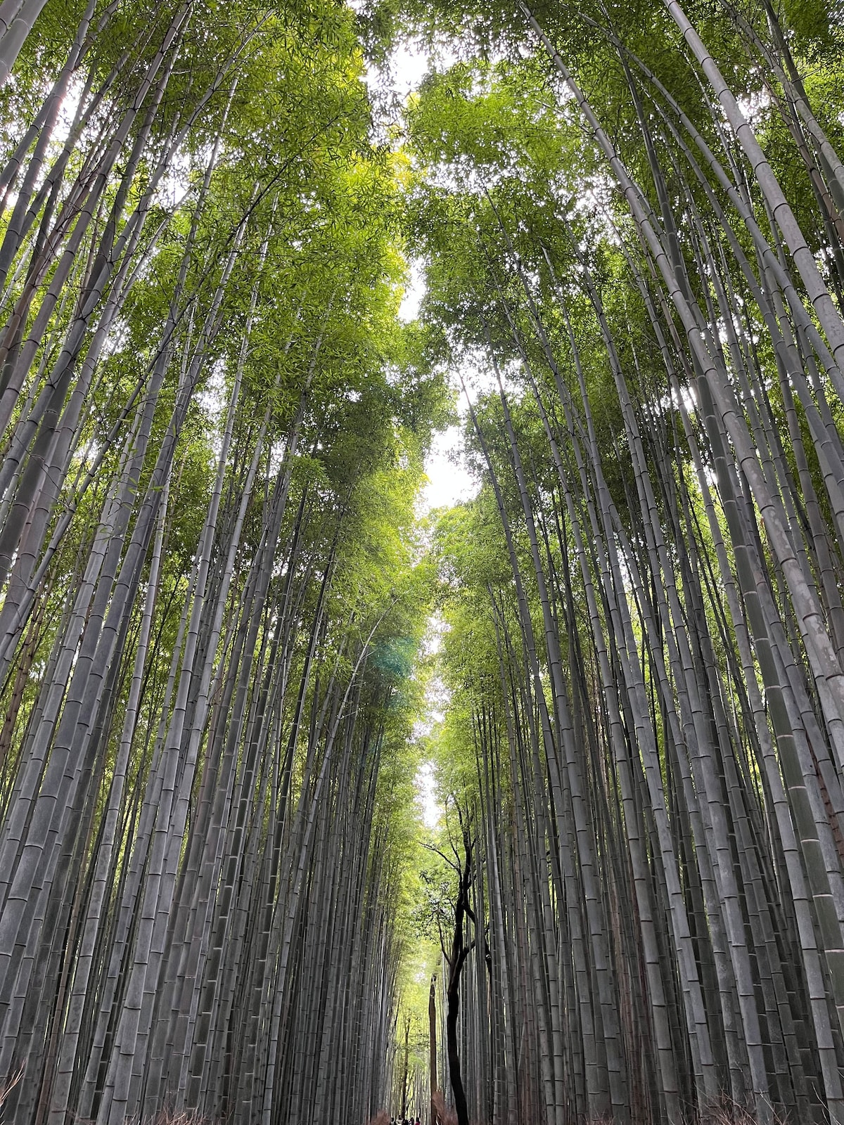 天龍の宿　新規オープン！天龍寺徒歩2分、渡月橋徒歩４分、竹の小径徒歩８分、新築戸建1-2階一棟貸切