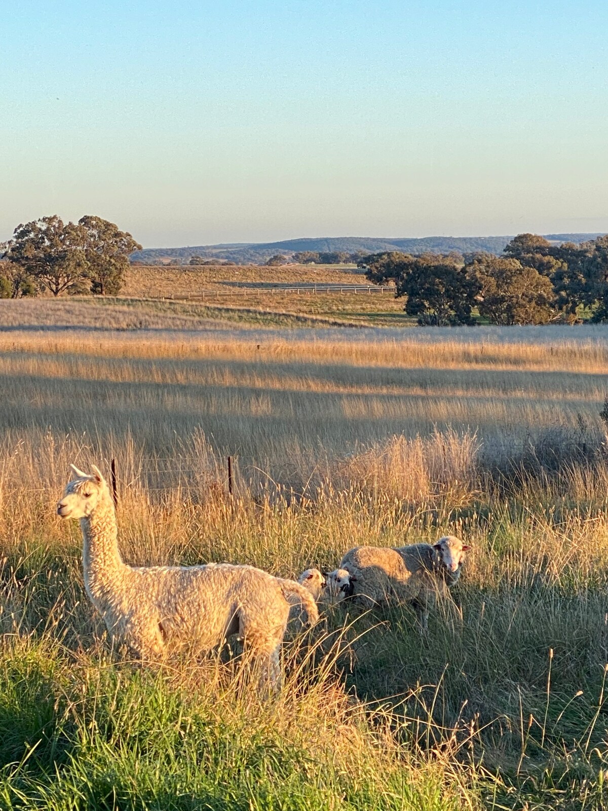 Perfect farm stay near Orange.