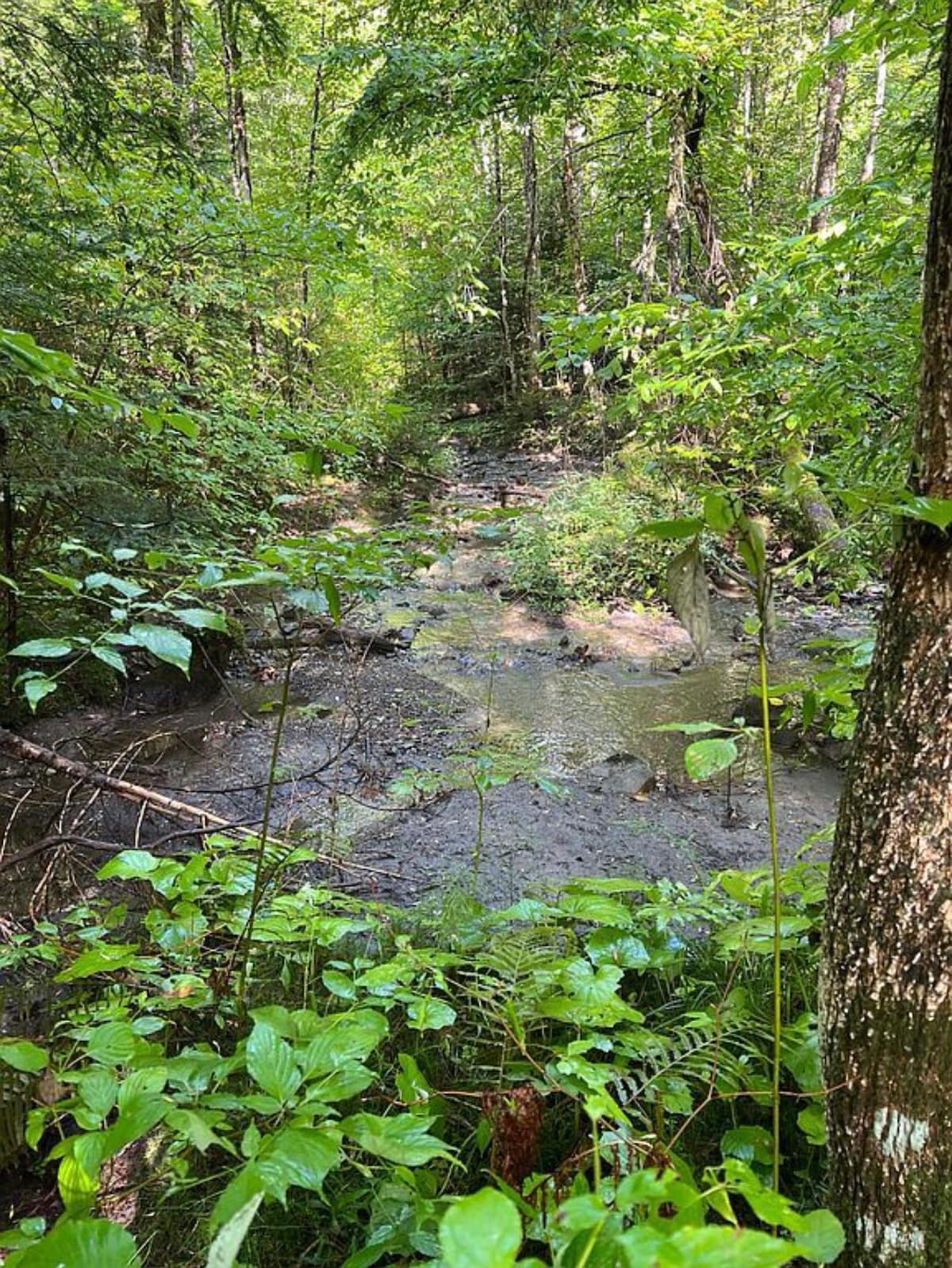 Cozy Cabin with a Stream