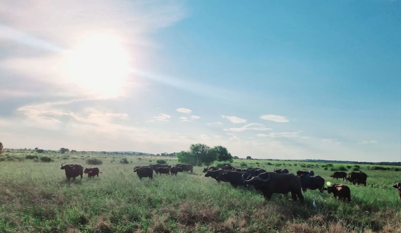 克莱克斯多普(Klerksdorp)的民宿