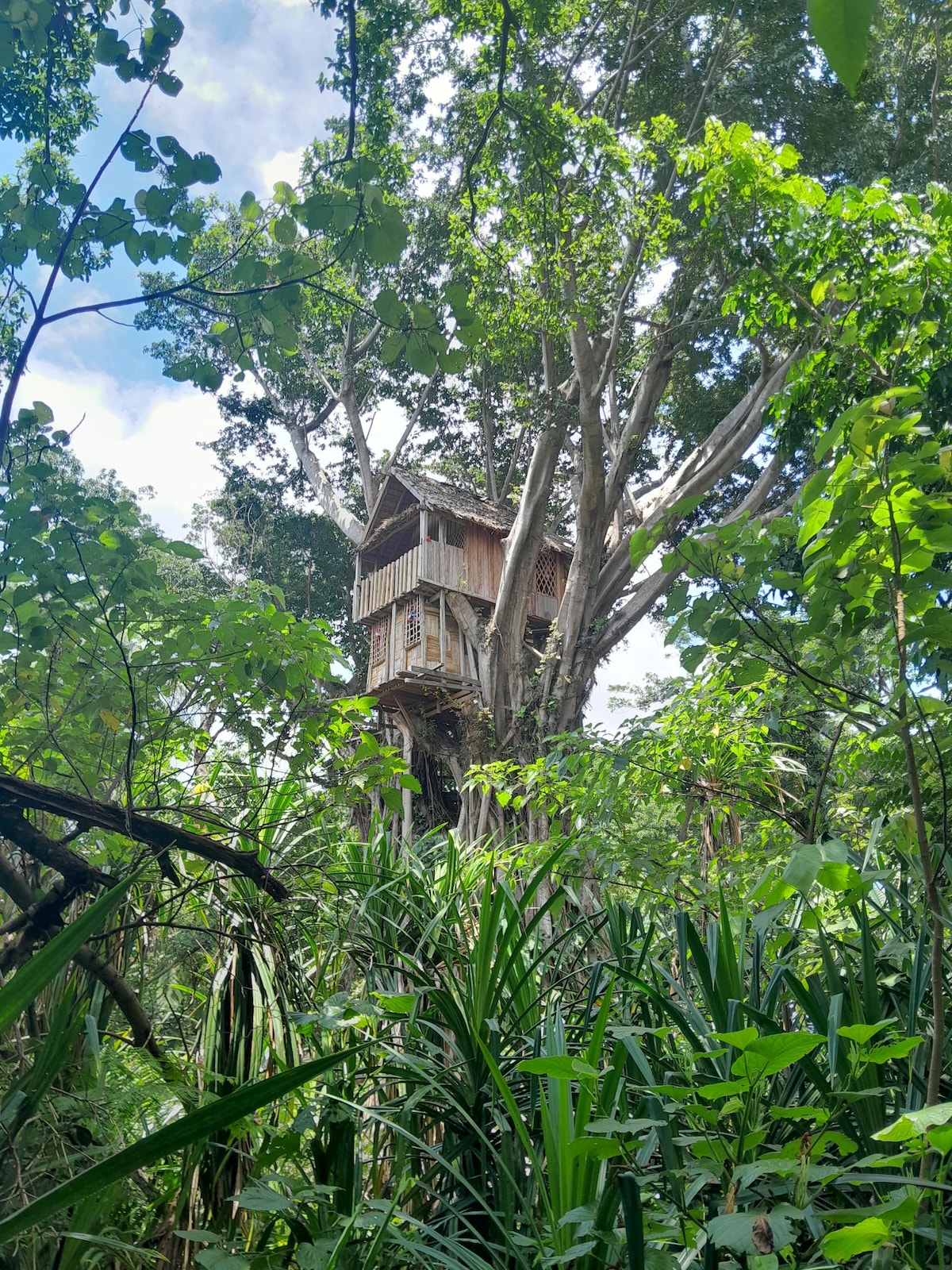 glowing Mountain view tree house