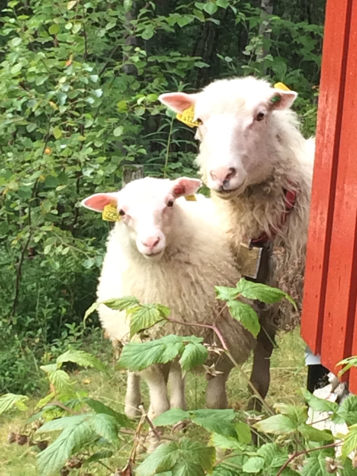 Solfylt sted i skogen, enkel hytte i tureldorado