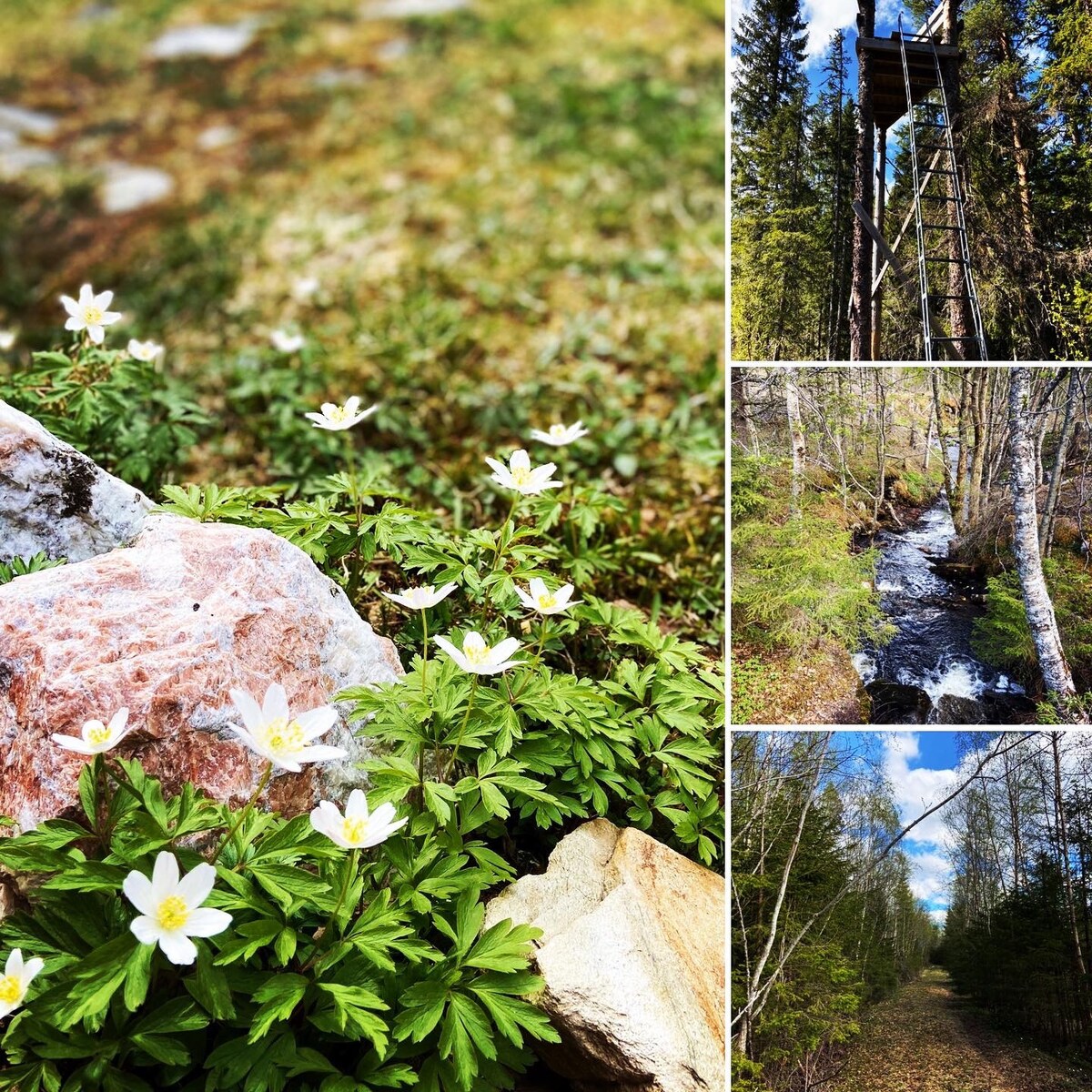 Solfylt sted i skogen, enkel hytte i tureldorado