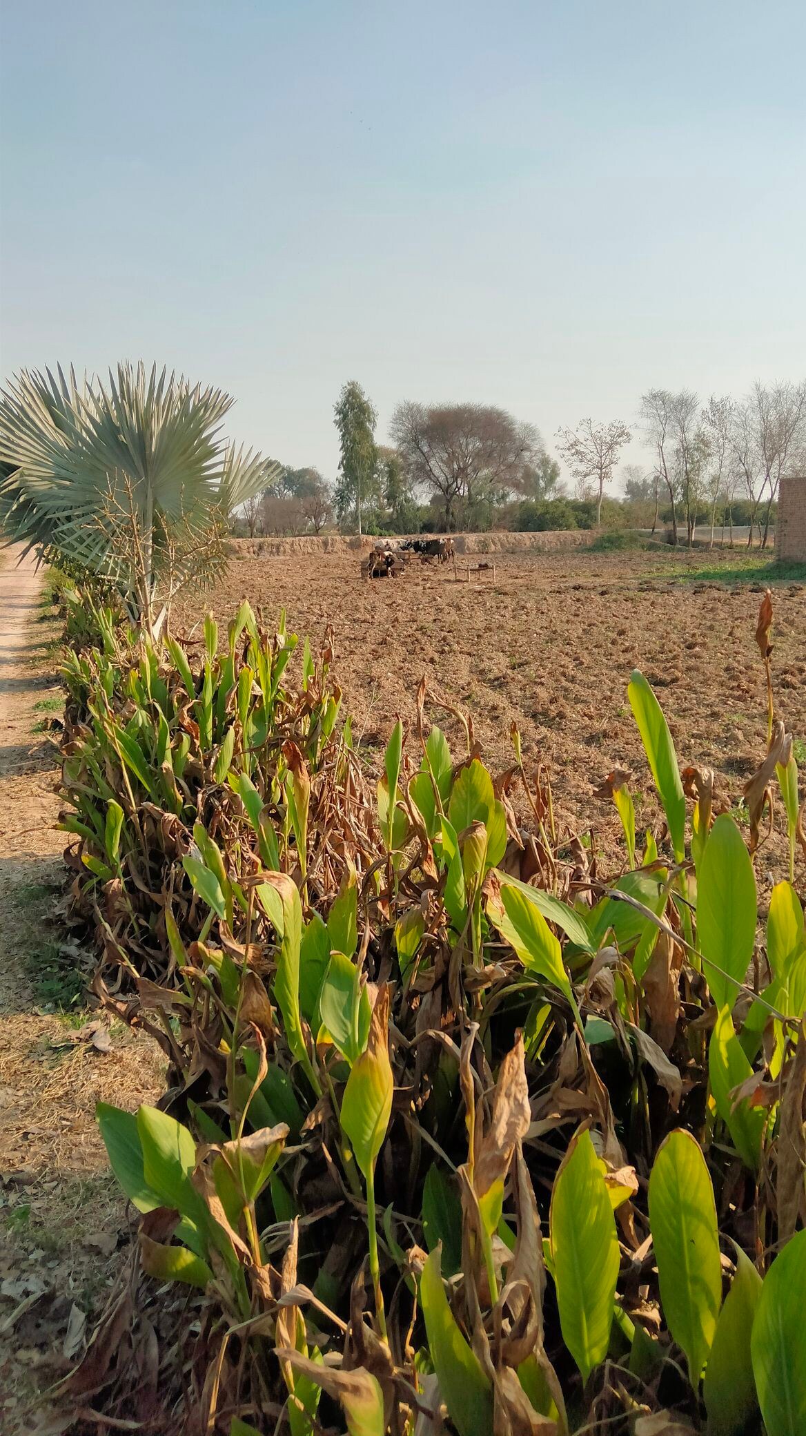 Baghban Citrus Farm.