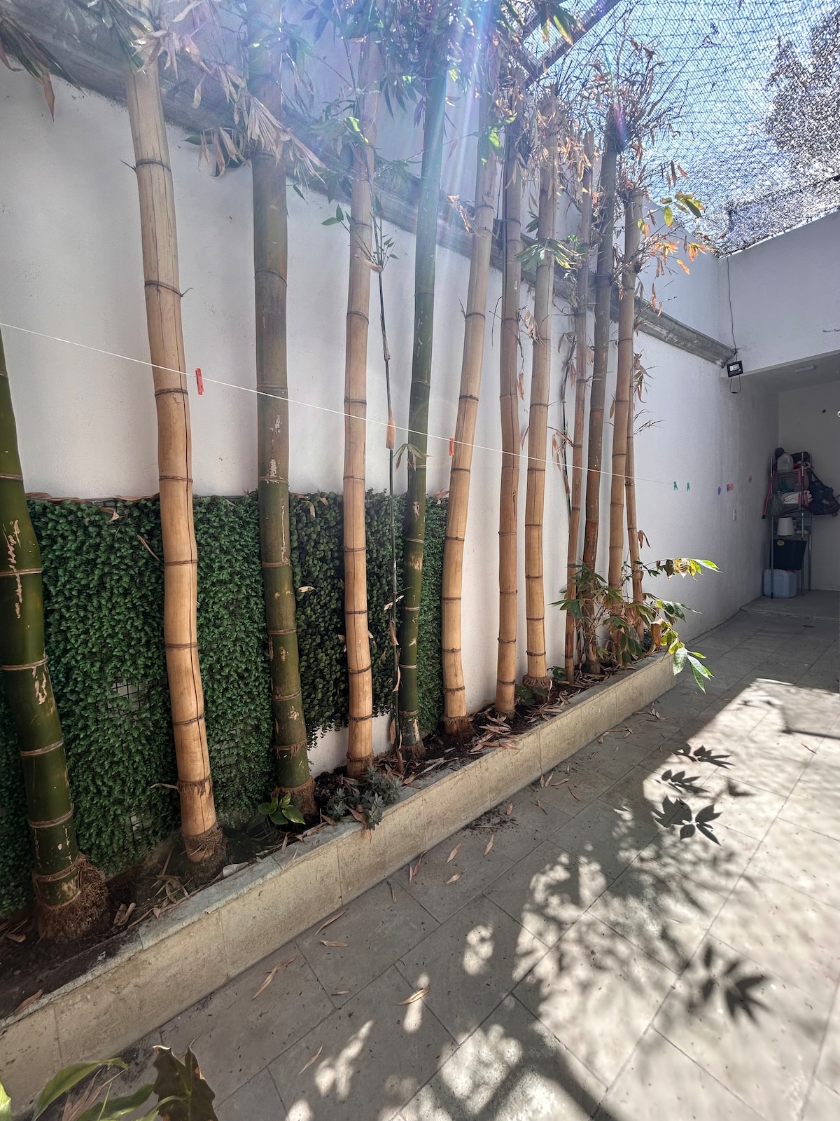 Bambú Departamento.
