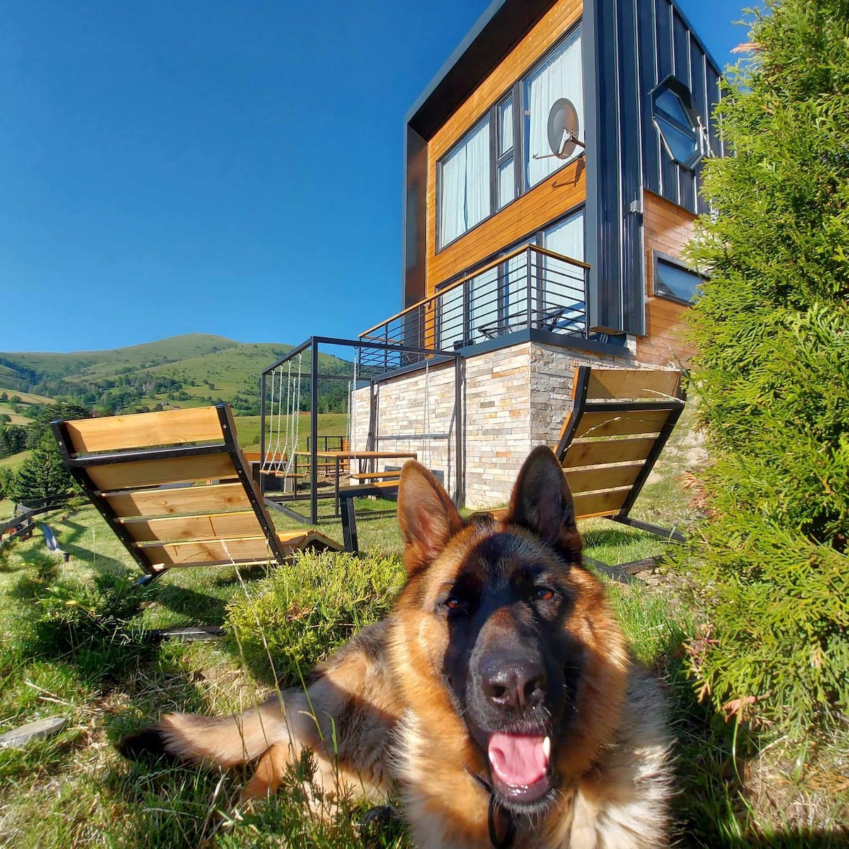 Wild nest  Zlatibor Bear