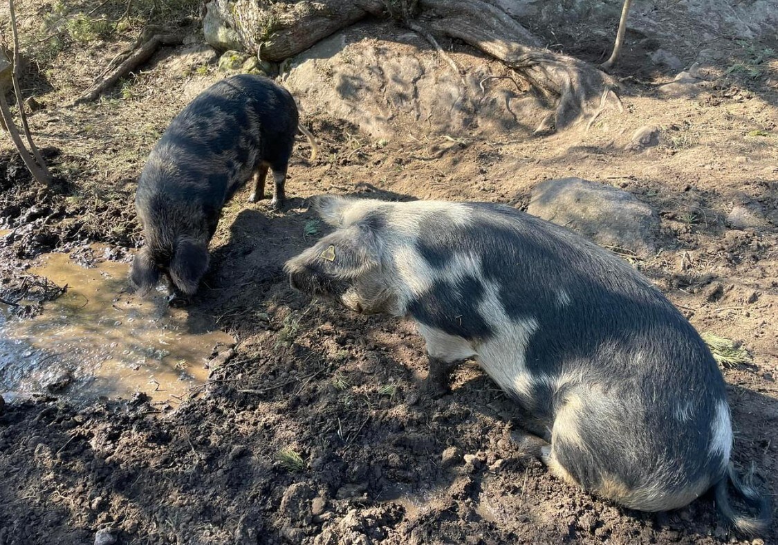 Med djur och skog intill husknuten.