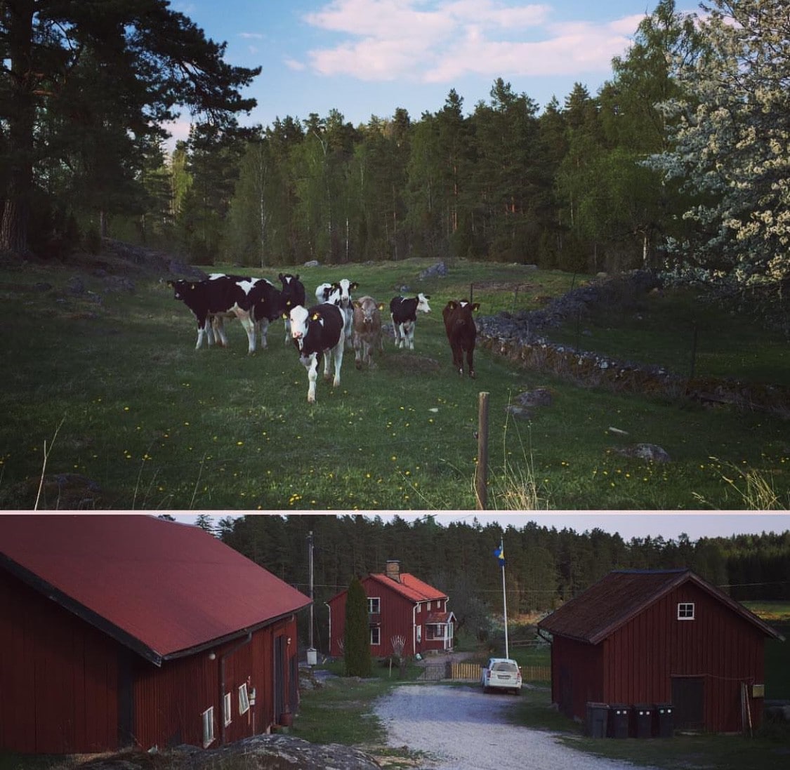 Med djur och skog intill husknuten.