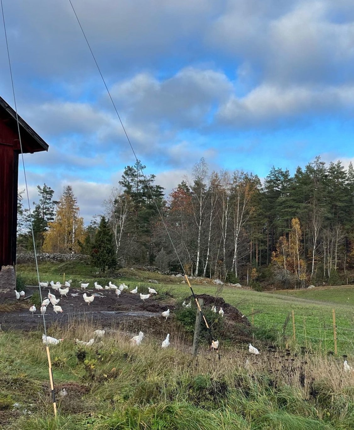 Med djur och skog intill husknuten.