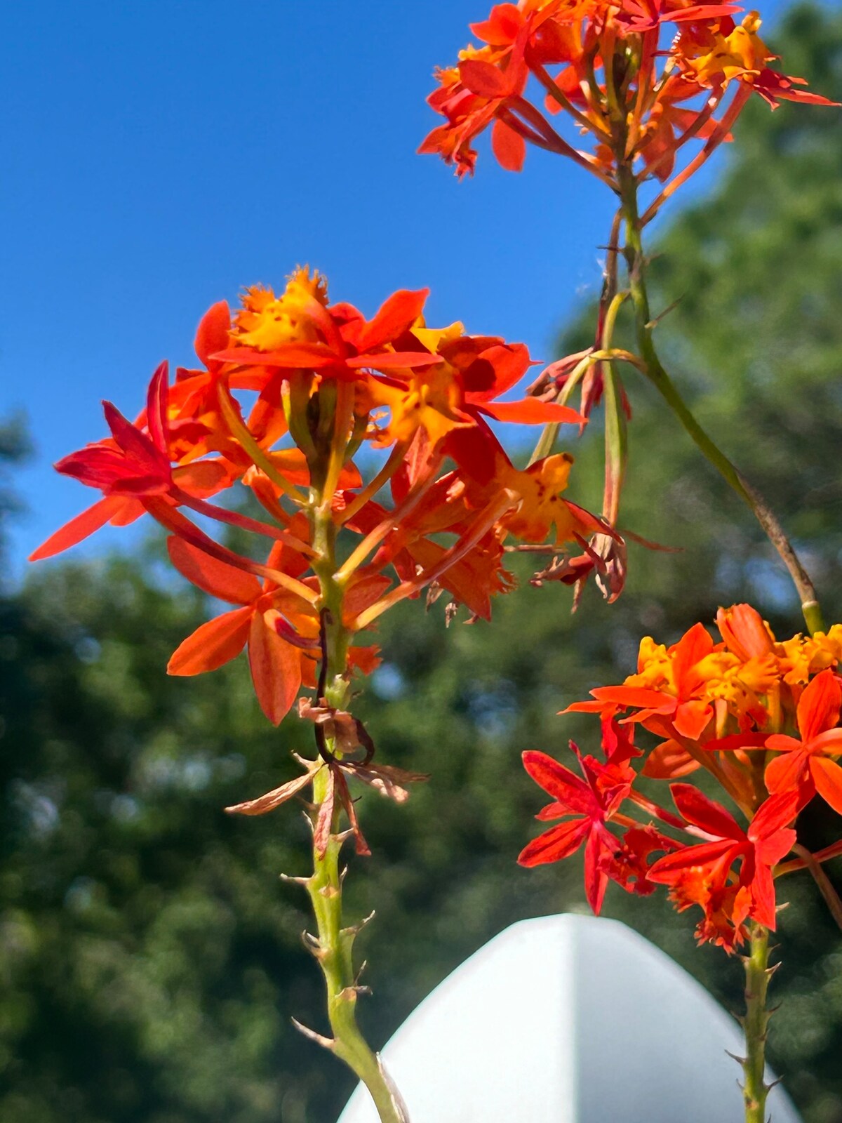 A monarch butterfly sanctuary awaits you