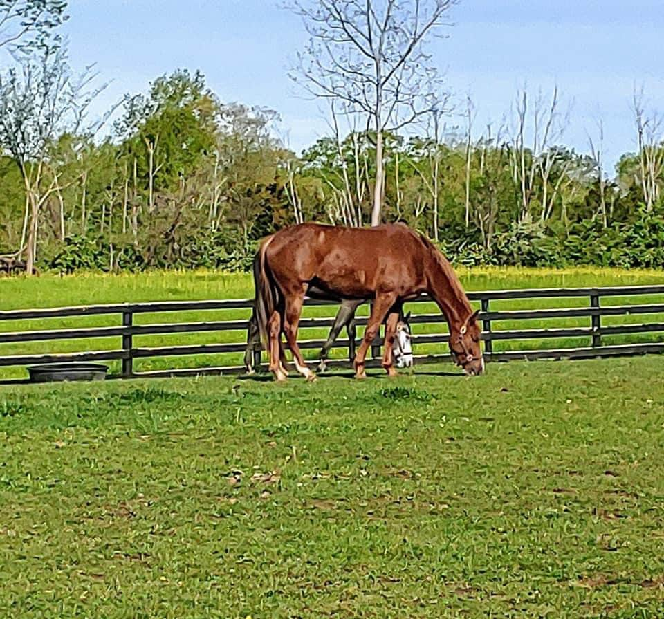 102 Acre Horse Farm!  Bring your horse too!