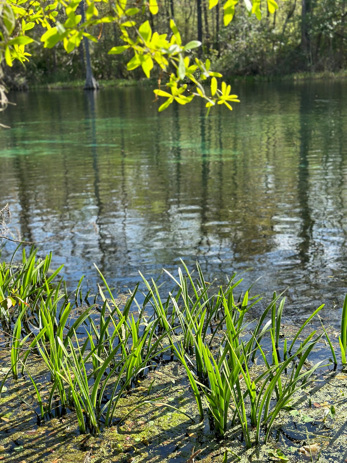 Paradise on the Rainbow River