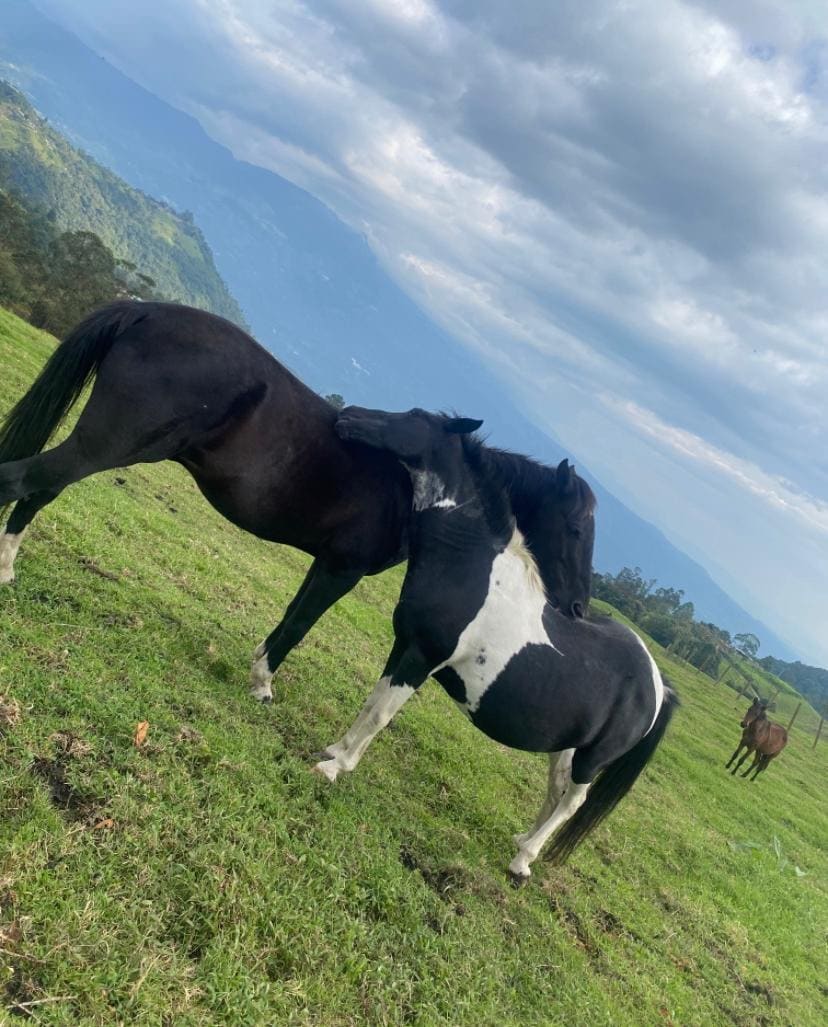 la tartaria finca del caballo