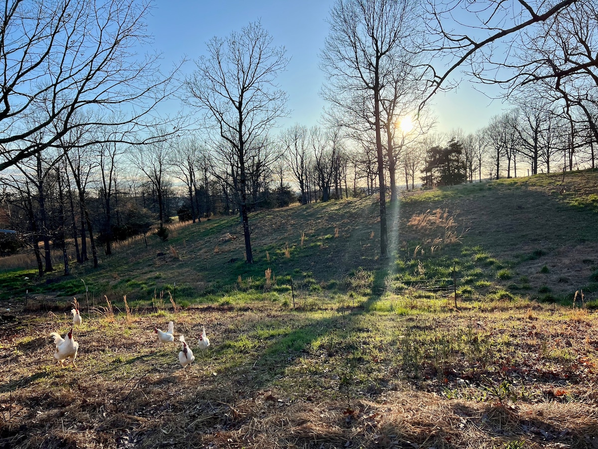 Dog Friendly Farm at Sunnyland