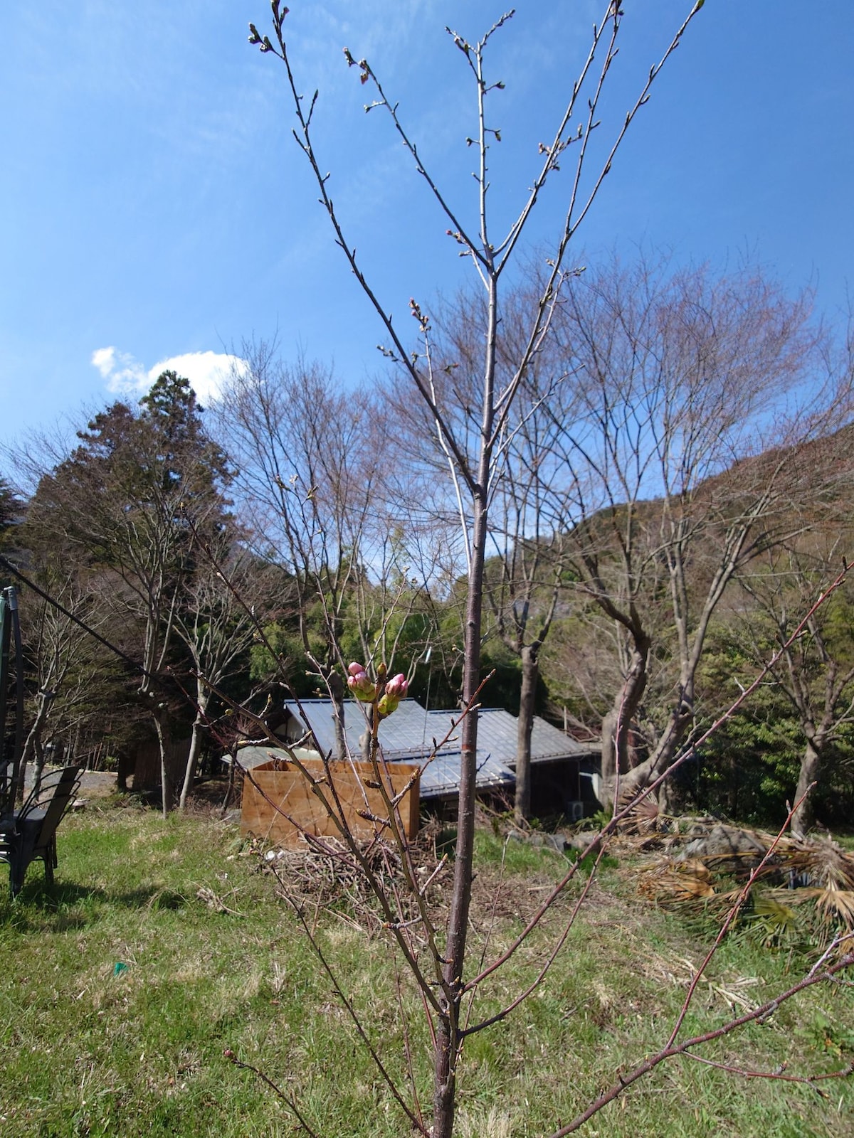 広い庭の日本家屋に住まう