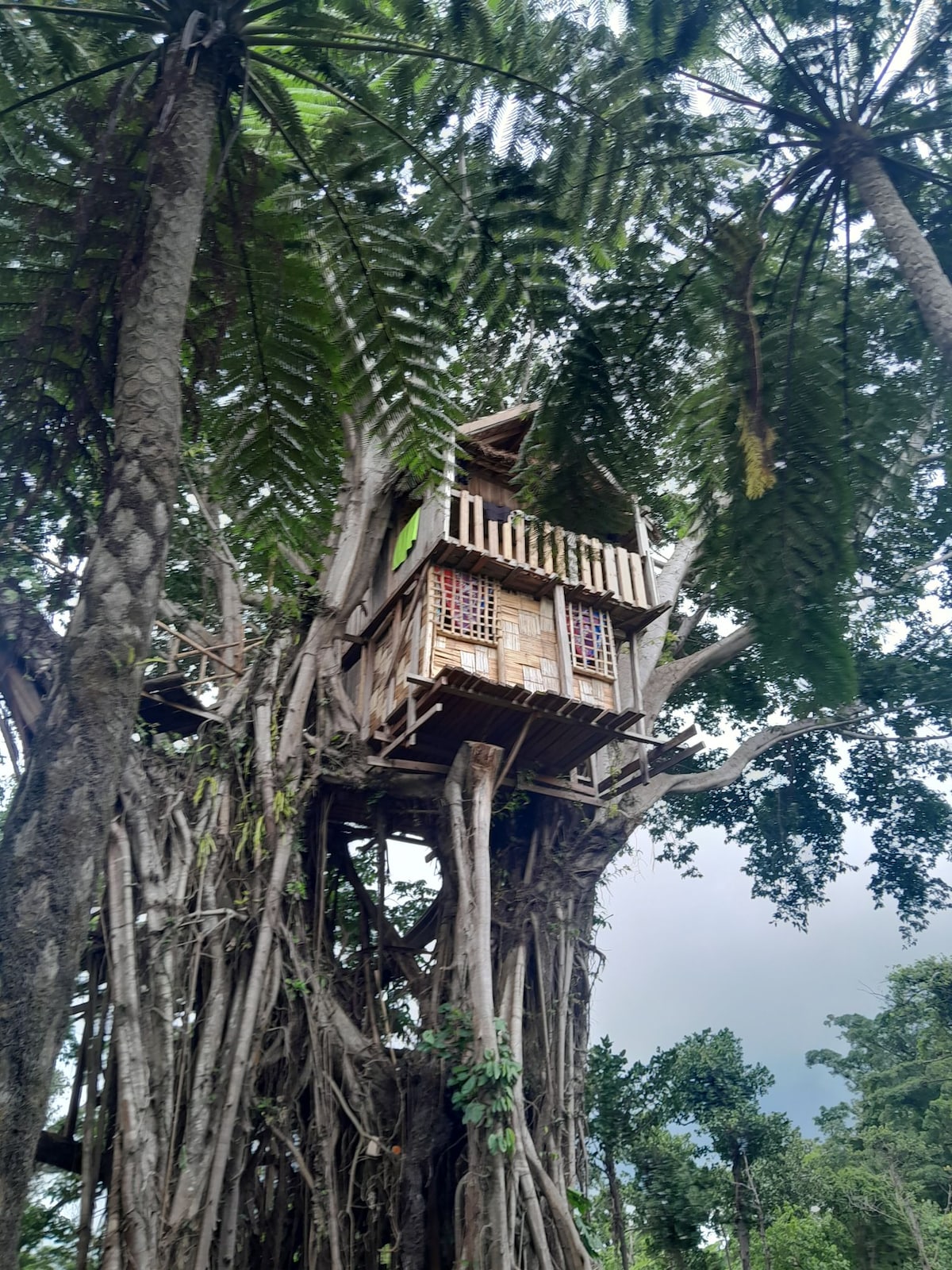 Glowing view tree house