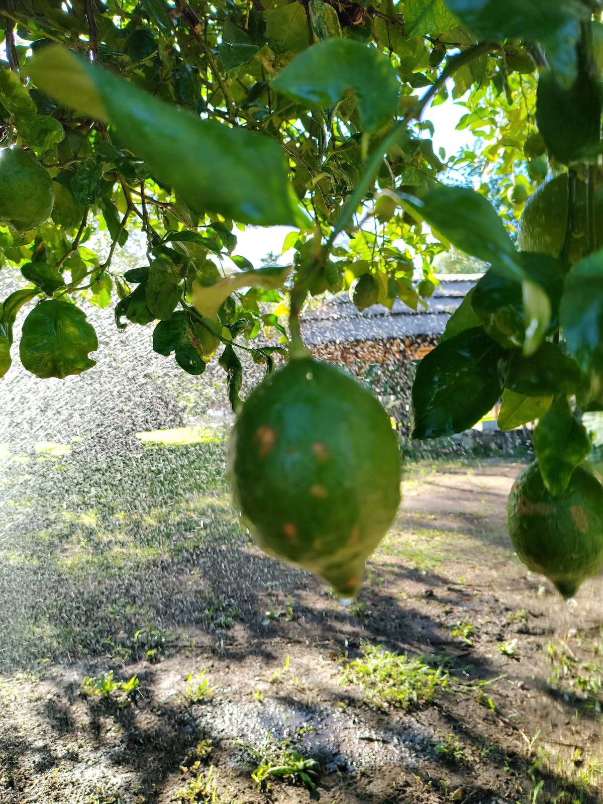 Rancho Aurelio
viví naturaleza