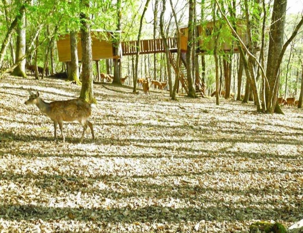 cabane perchée