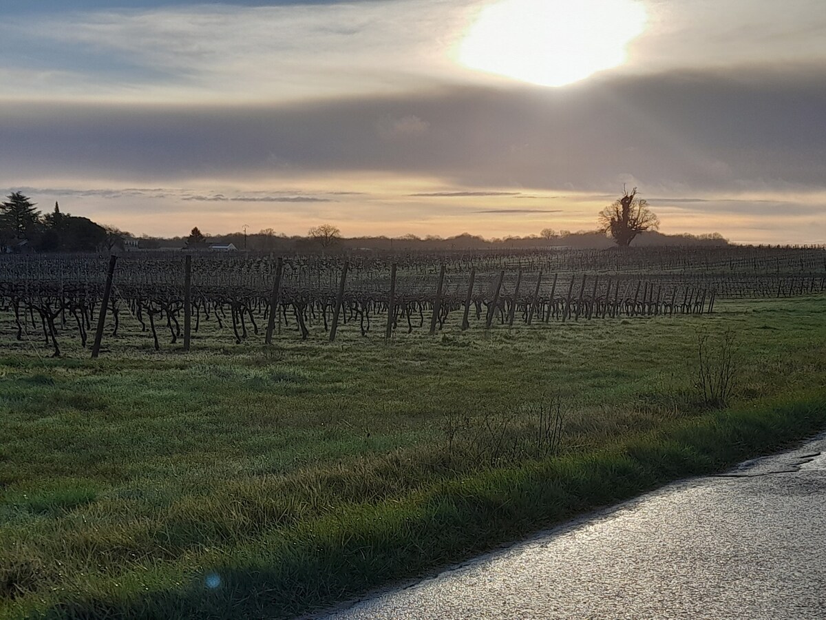 maison face aux vignes