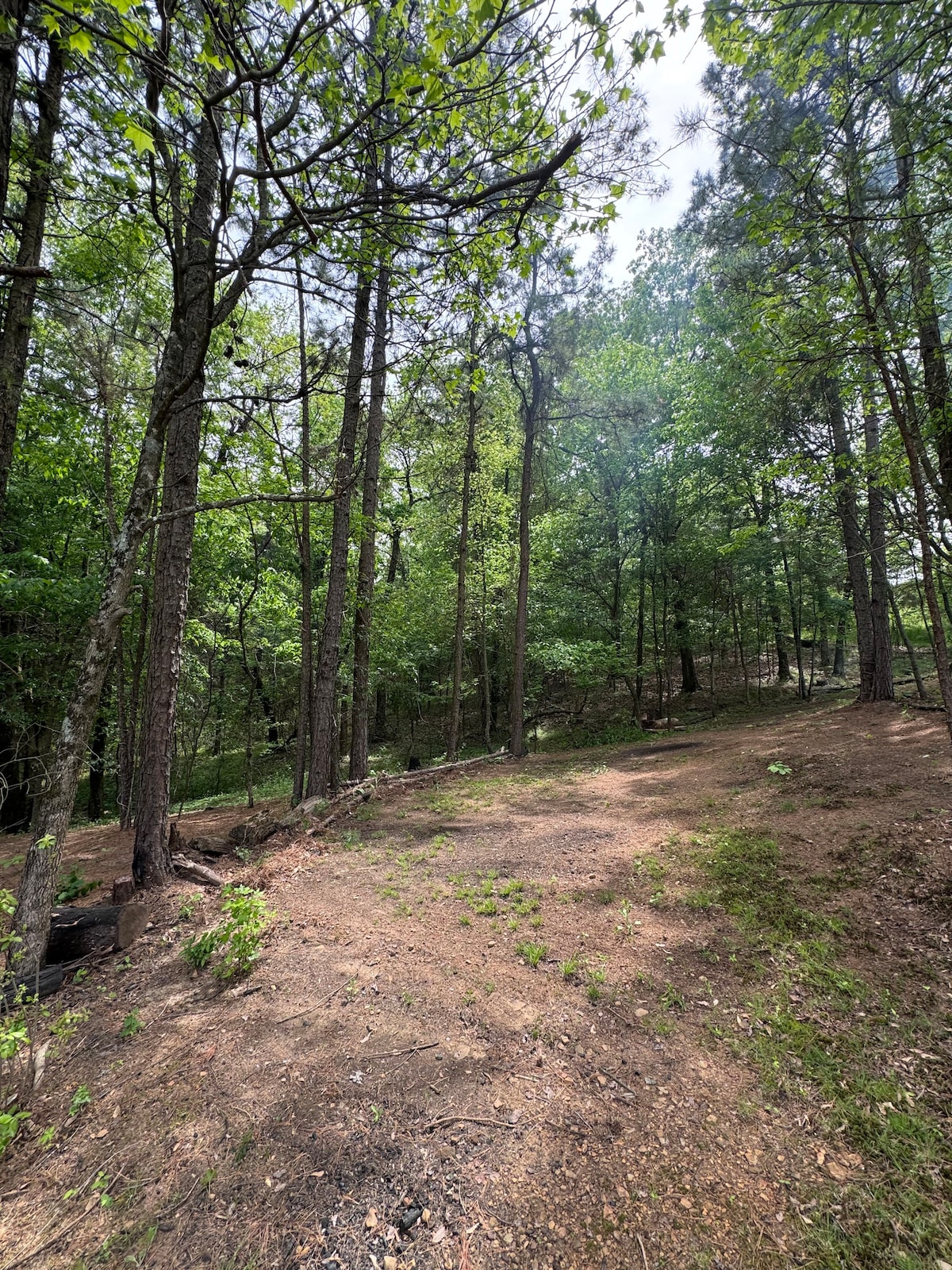 Tent Spot “Tree Line”