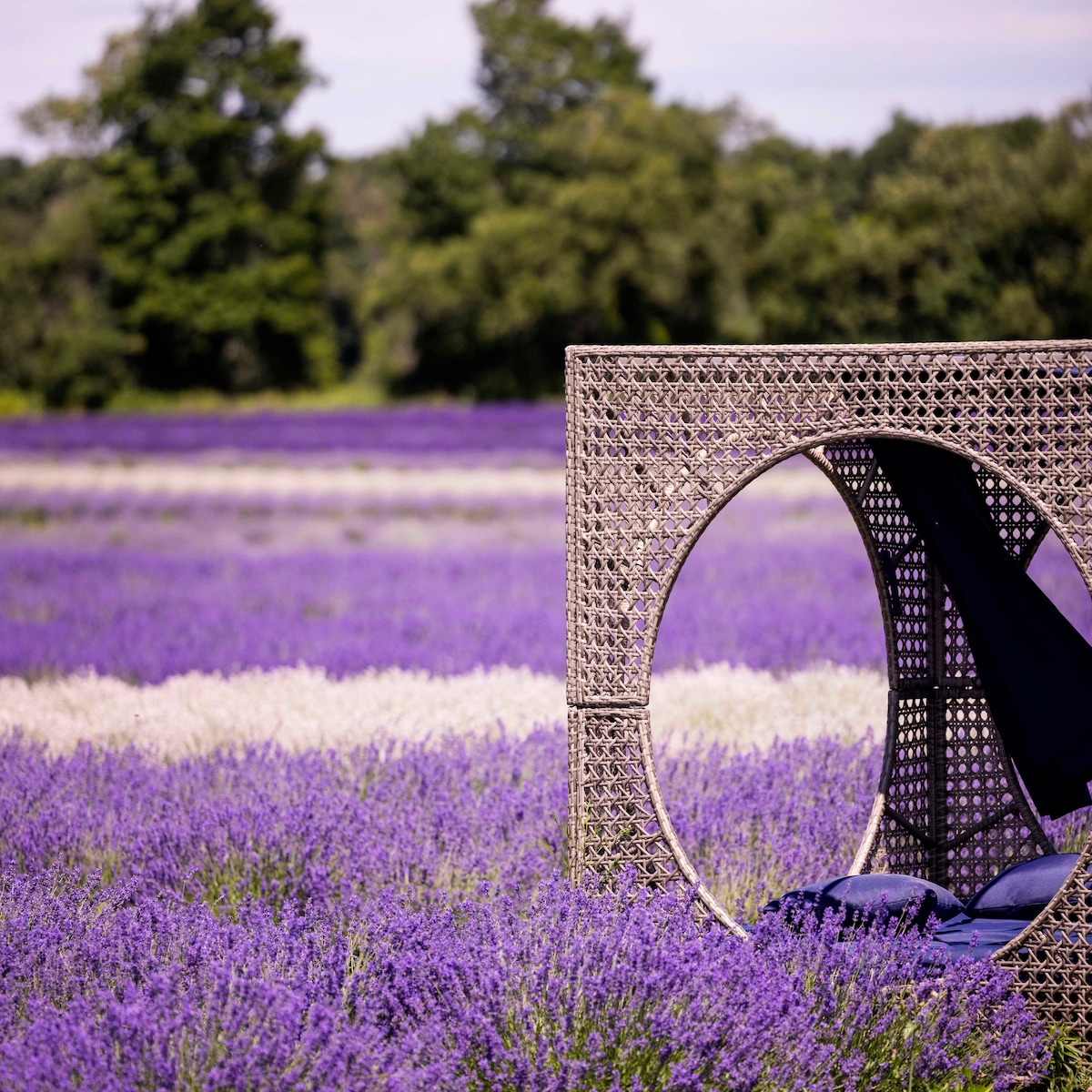 Dome on Peaceful Lavendar Farm